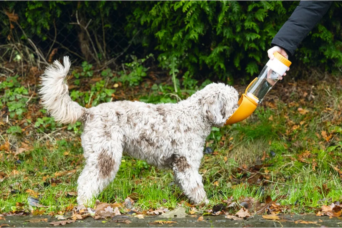 Beeztees Nel Drinkfles Hond 600ml - Assorti