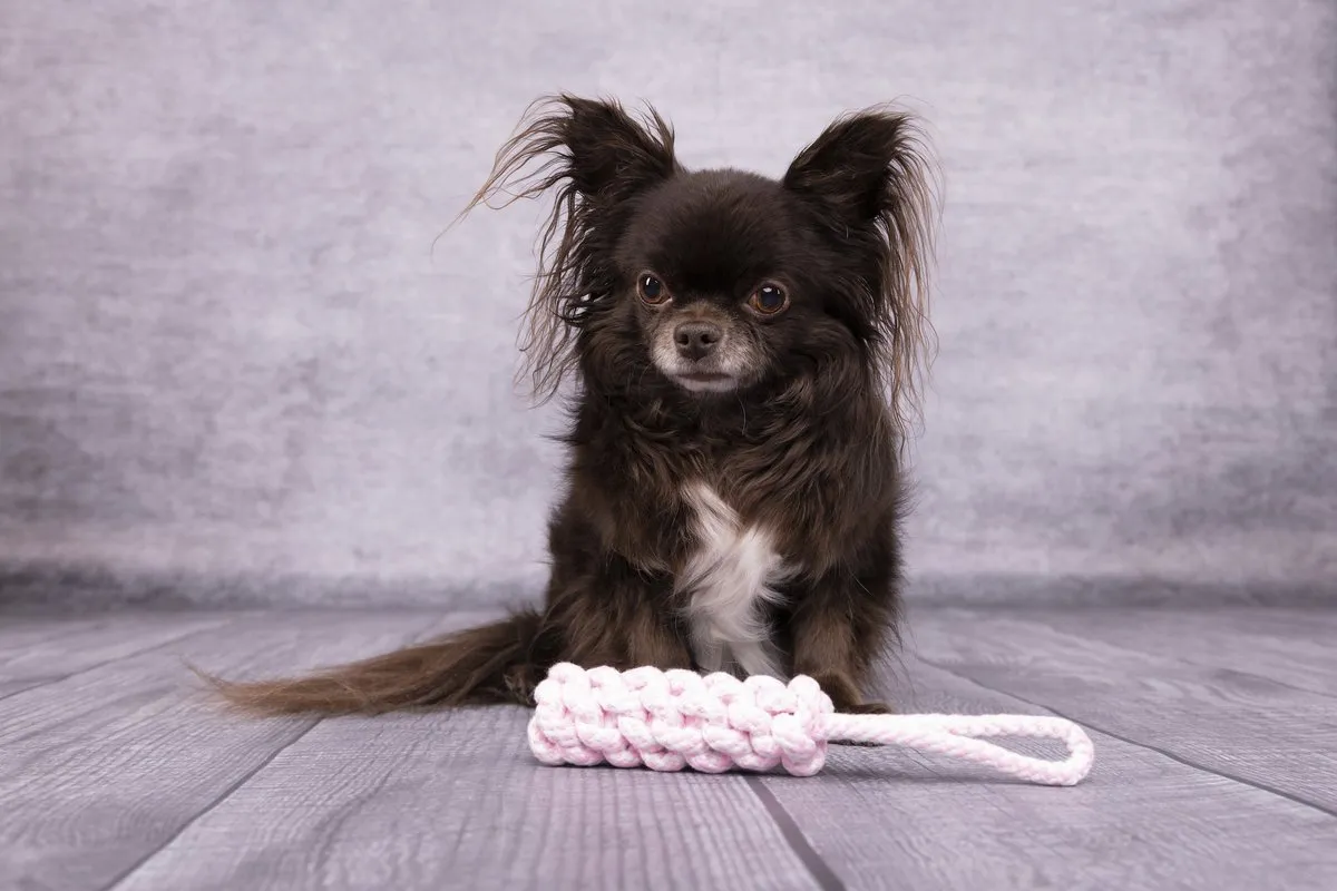 Flamingo Hs Small Dog Cub Touw Dummy Ivar Roze