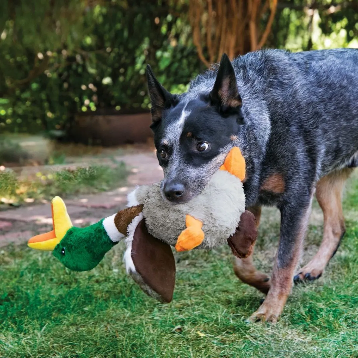 KONG Shakers Honkers Duck Small - Meerkleurig