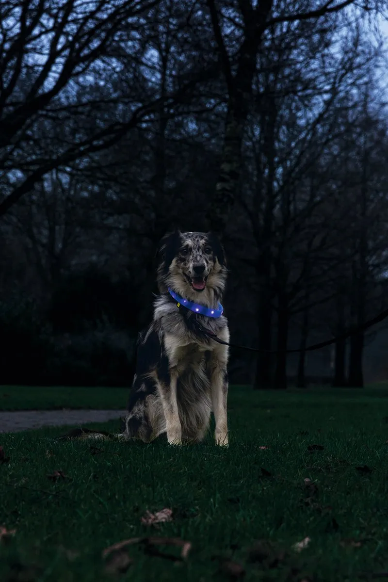Beeztees Safety Gear Glowy Halsband Hond - Blauw