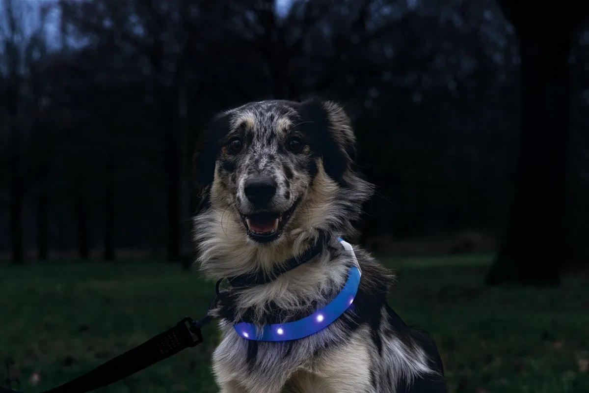 Beeztees Safety Gear Glowy Halsband Hond - Blauw