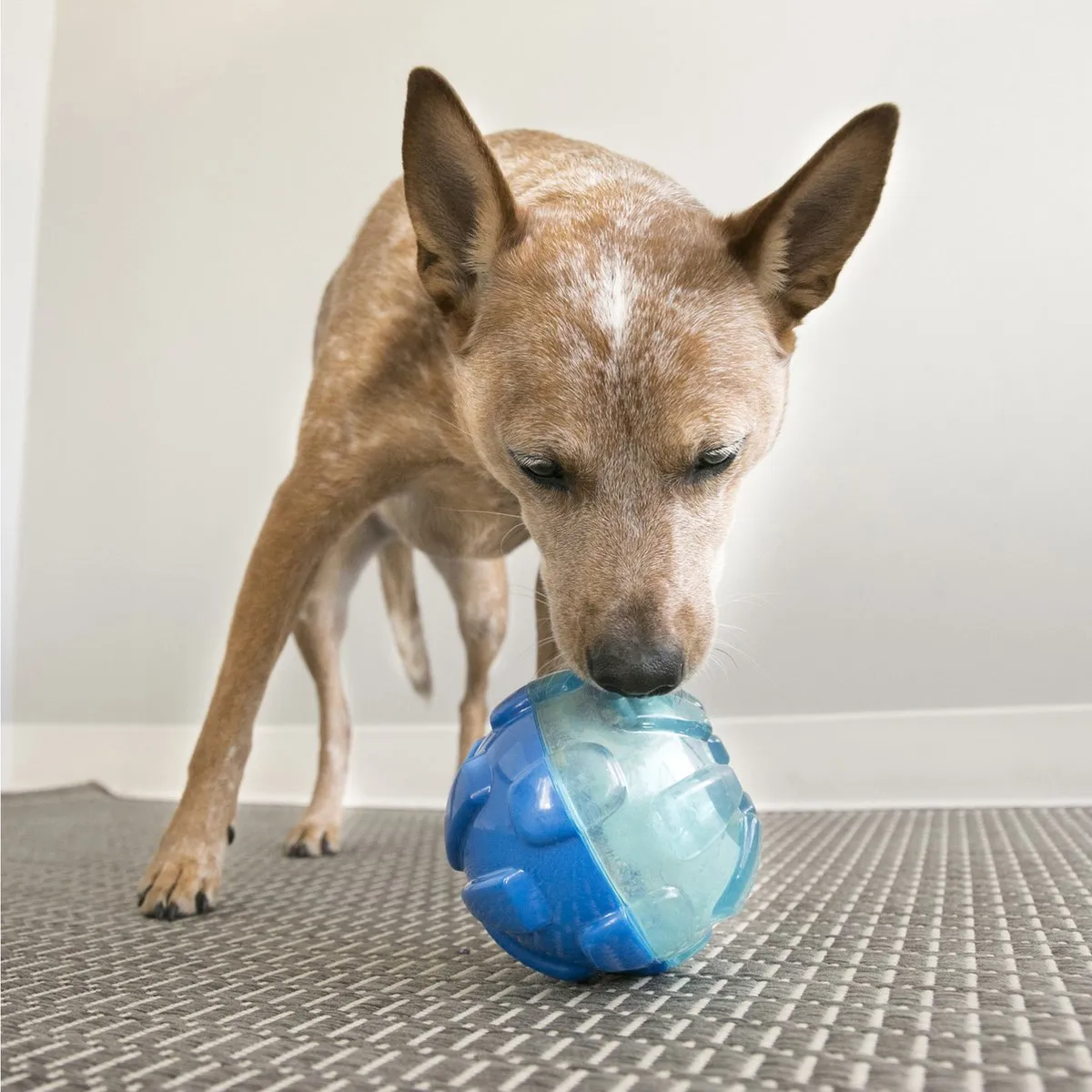 KONG Rewards Bal voor Honden - Blauw