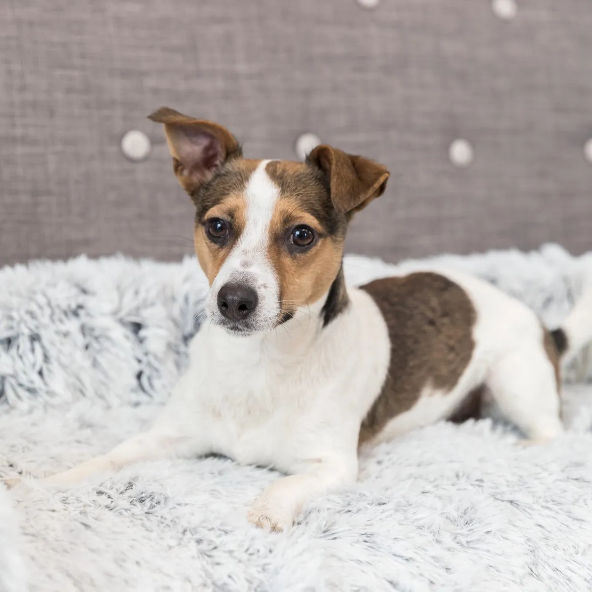 Trixie Sofa Hondenbed Harvey Hoekig 80x130cm - Wit/Zwart
