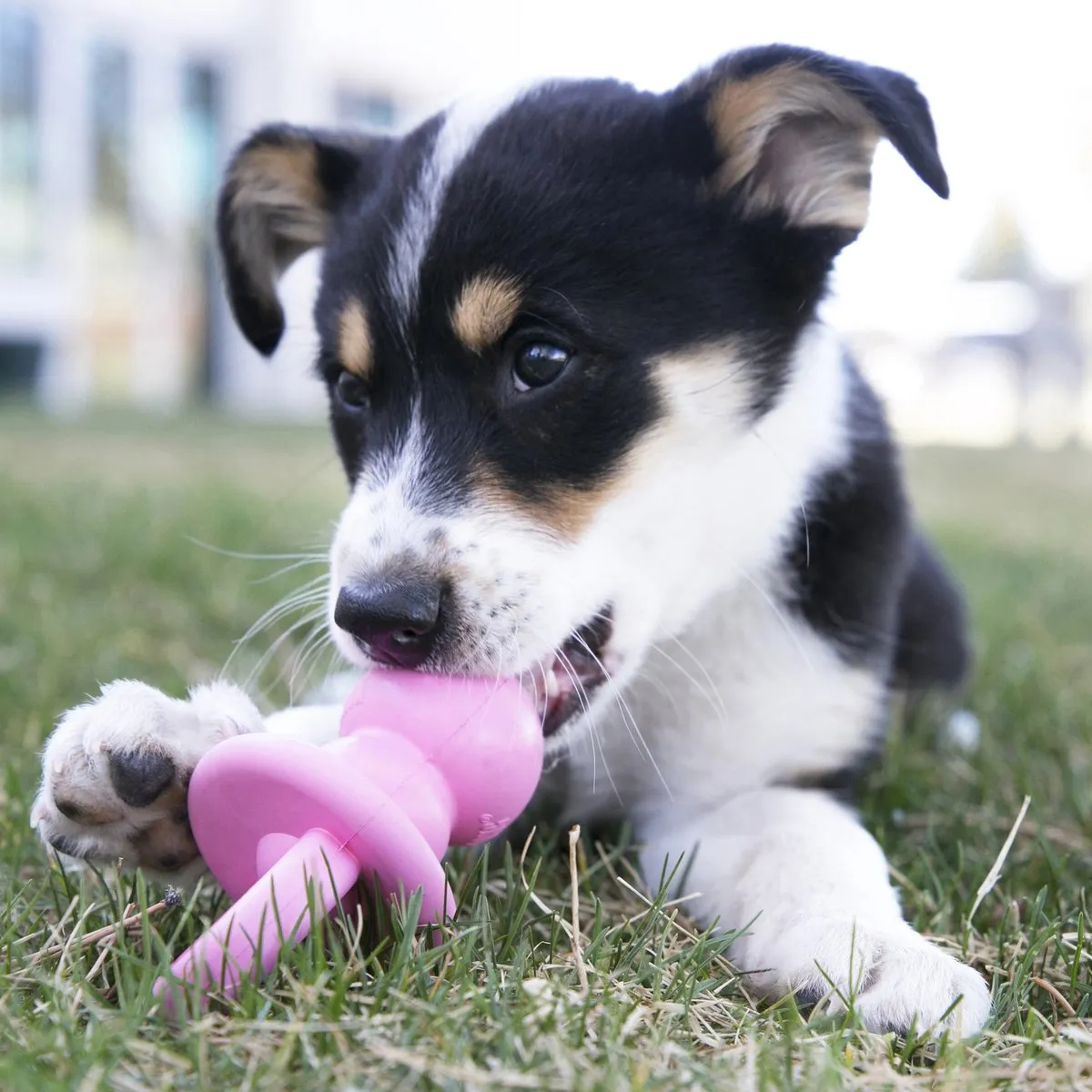 KONG Puppy Binkie Assorti M - Blauw/Roze