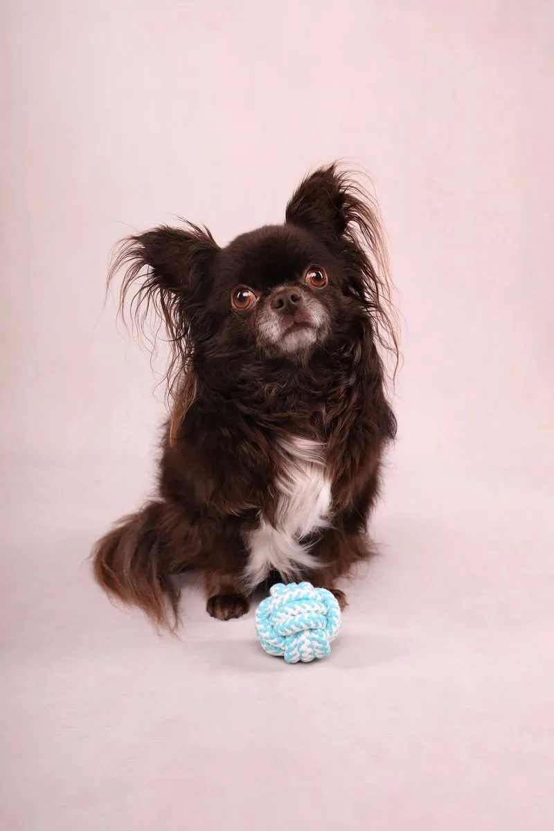 Flamingo Small Dog Cub Touwbal Ivar Groen