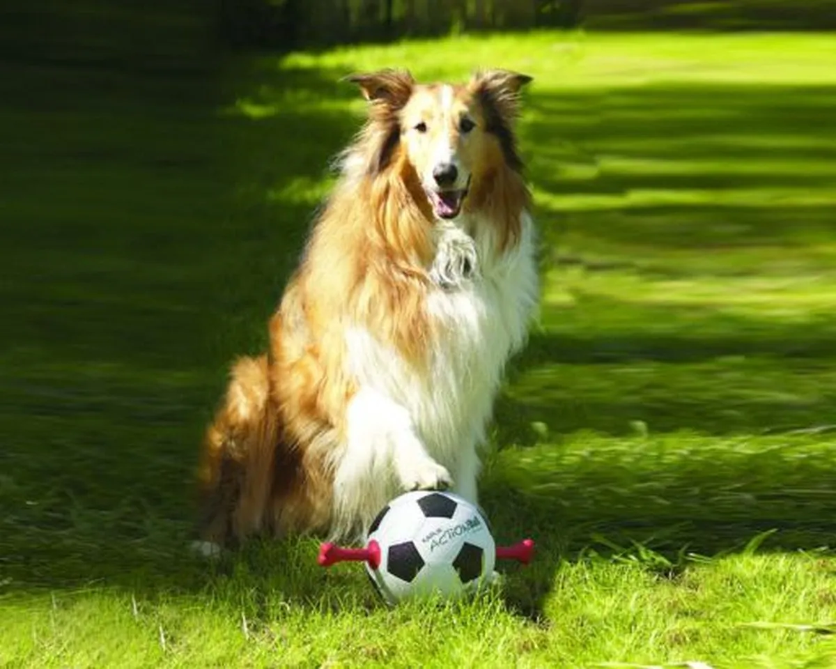 Flamingo Matchball Voetbal Honden 19cm - Zwart