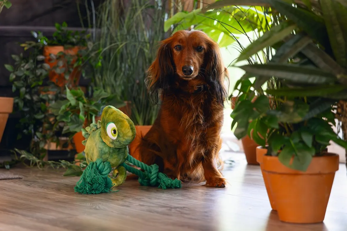 Beeztees Jungle Kodi Pluche Hondenspeelgoed L - Groen