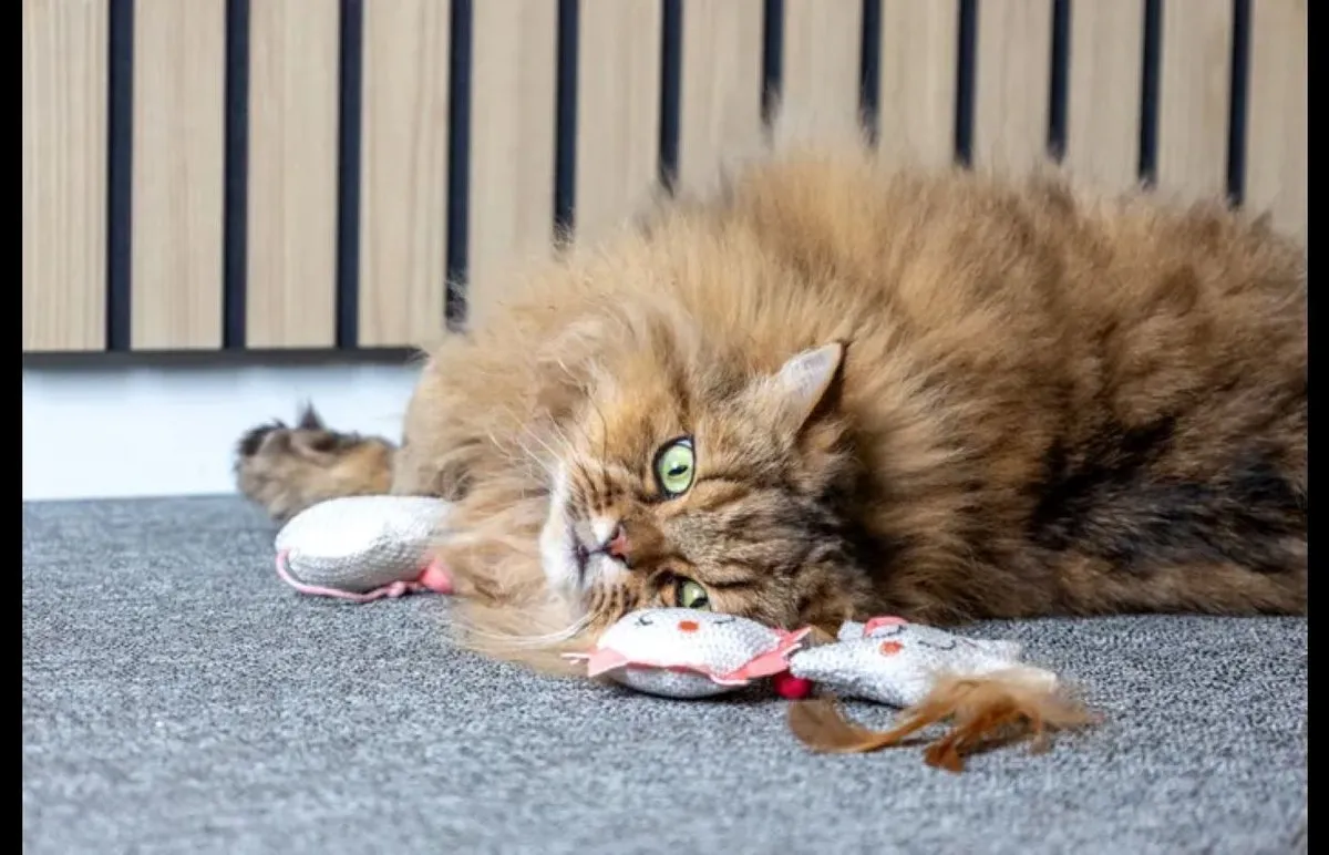 Flamingo Kattenzon met Belletje - Roze/Wit