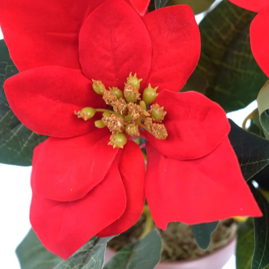Kaemingk Poinsettia zijde pot d16x27cm kerstrood - afbeelding 2 van 3