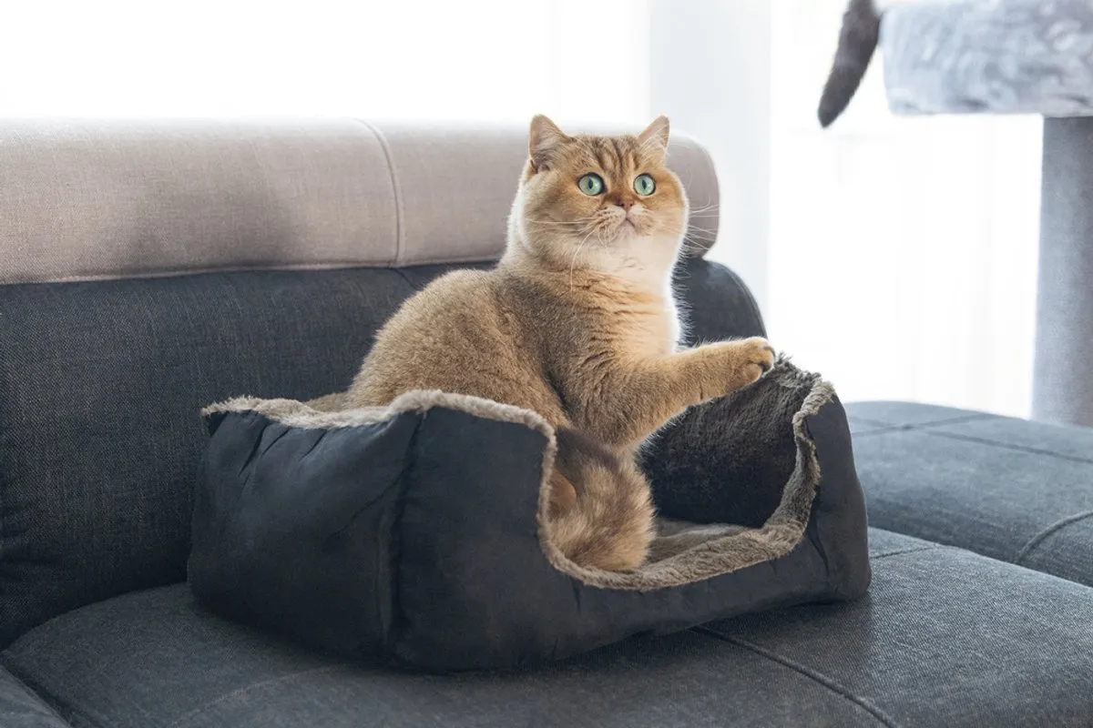 Beeztees Baboo Kattenmand M - 48x37x18cm Taupe/Zwart
