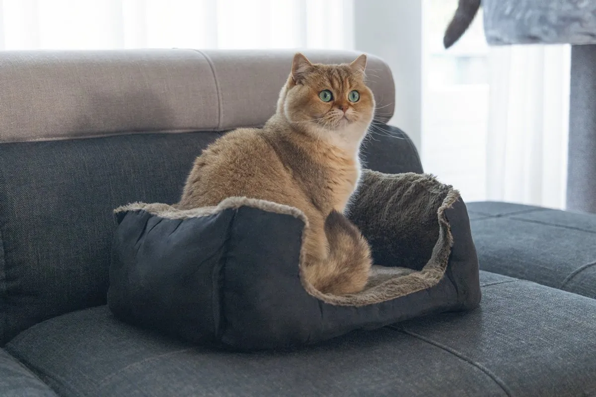 Beeztees Baboo Kattenmand M - 48x37x18cm Taupe/Zwart