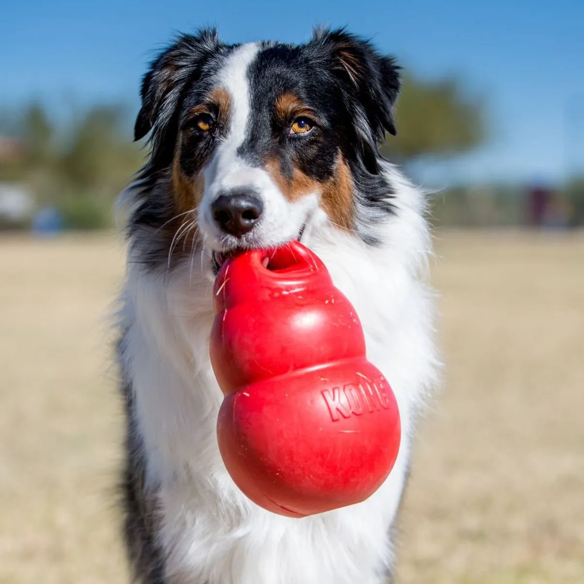 KONG Bounzer Bal - Rood L