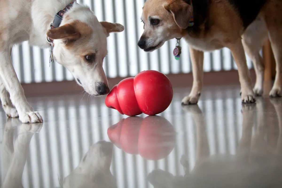 KONG Bounzer Bal - Rood L - afbeelding 6 van 6