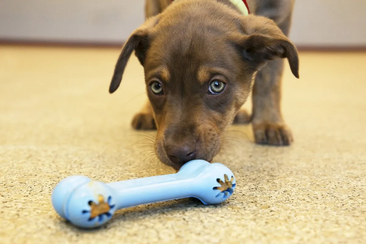 KONG Puppy Goodie Bone - Multi
