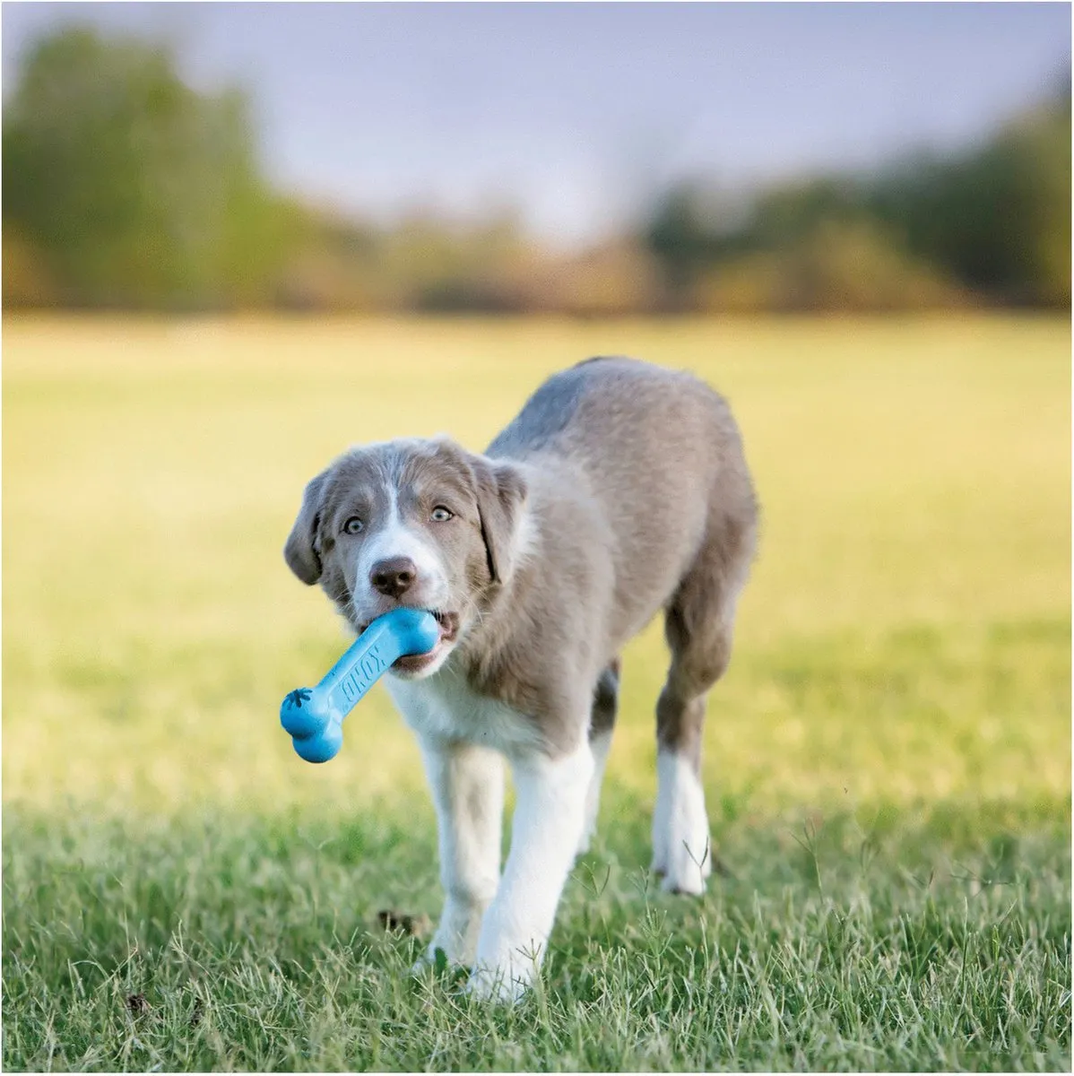 KONG Puppy Goodie Bone - Multi