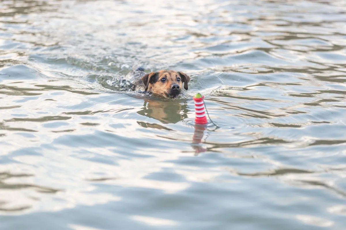 Trixie Aqua Vuurtoren Honden Speelgoed - 26 cm - Meerkleurig - afbeelding 6 van 6