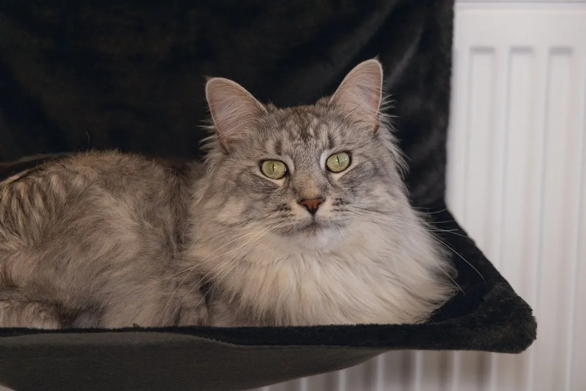 Beeztees Sleepy Kattenhangmat - 46x31x24cm
