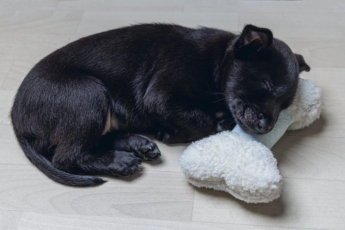 Beeztees Puppy Renda Hondenspeelgoed - 20x10,5x6cm - afbeelding 2 van 2