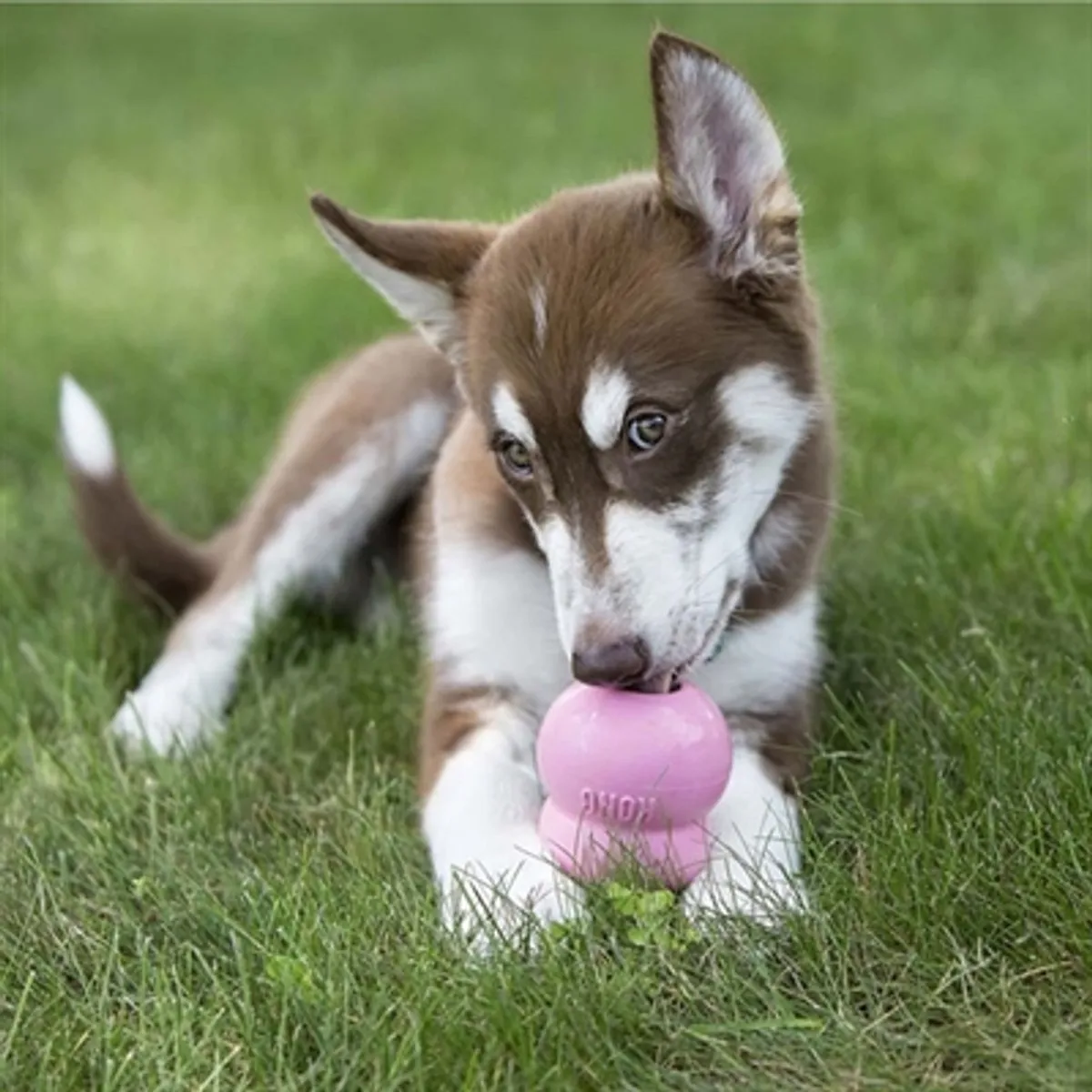 KONG Stuff'n Paste Puppy 226g