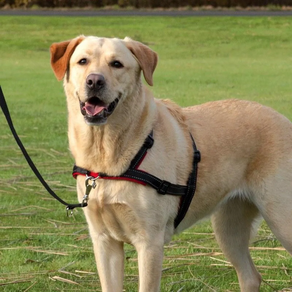 Trixie Lead'N'Walk Zacht Tuig M-L 55-90cm - Zwart