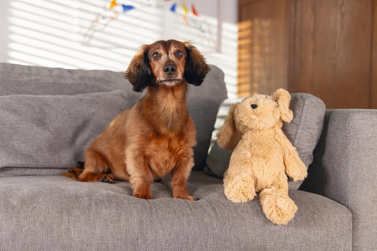 Beeztees Hond Vajen Pluche - Lichtbruin - 41x15x13cm