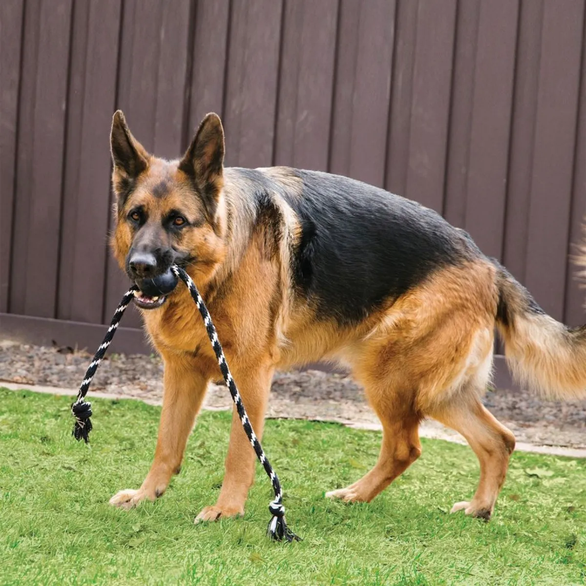 KONG Extreme Bal Honden Speelgoed - Ø7,5cm - Zwart/Wit