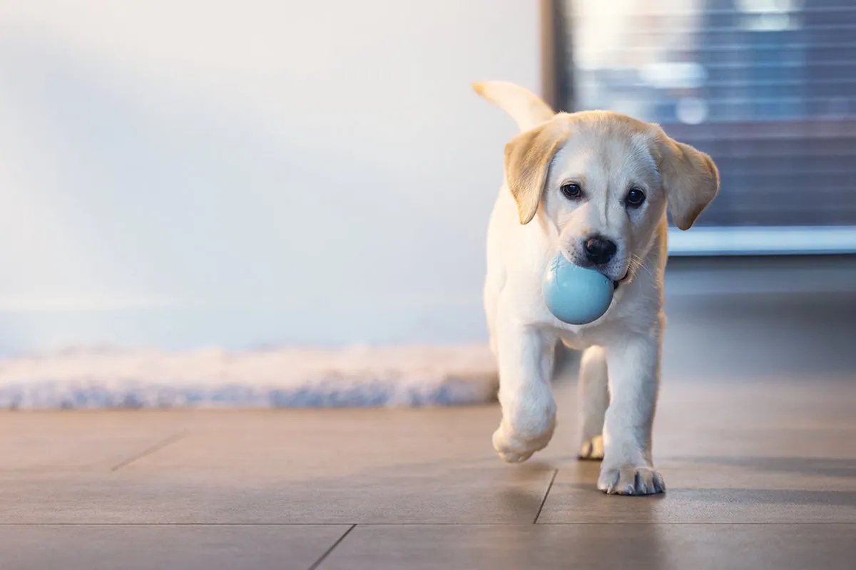 Beeztees Puppy Snack Ei Hondenspeelgoed Mint