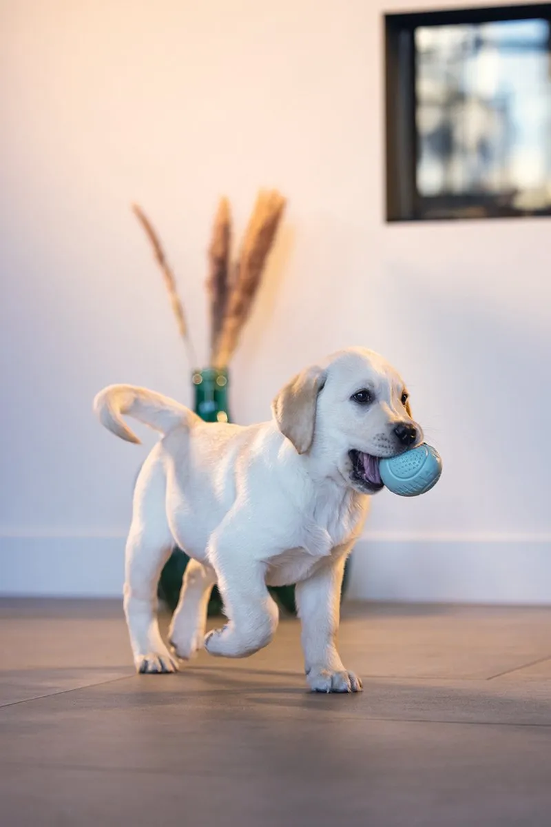 Beeztees Puppy Snack Ei Hondenspeelgoed Mint