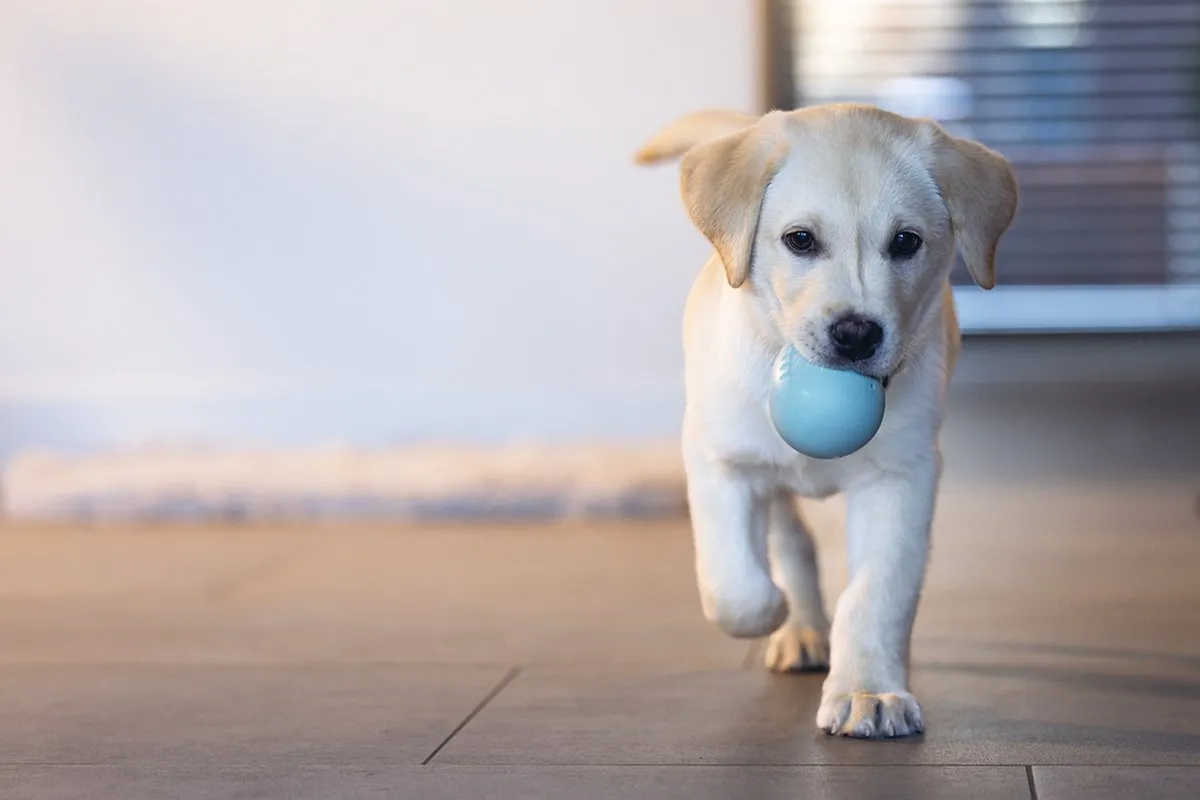 Beeztees Puppy Snack Ei Hondenspeelgoed Mint