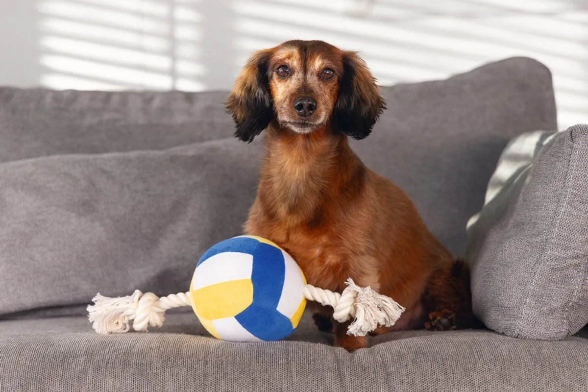 Beeztees Volleybal Pluche Hondenspeelgoed Multi