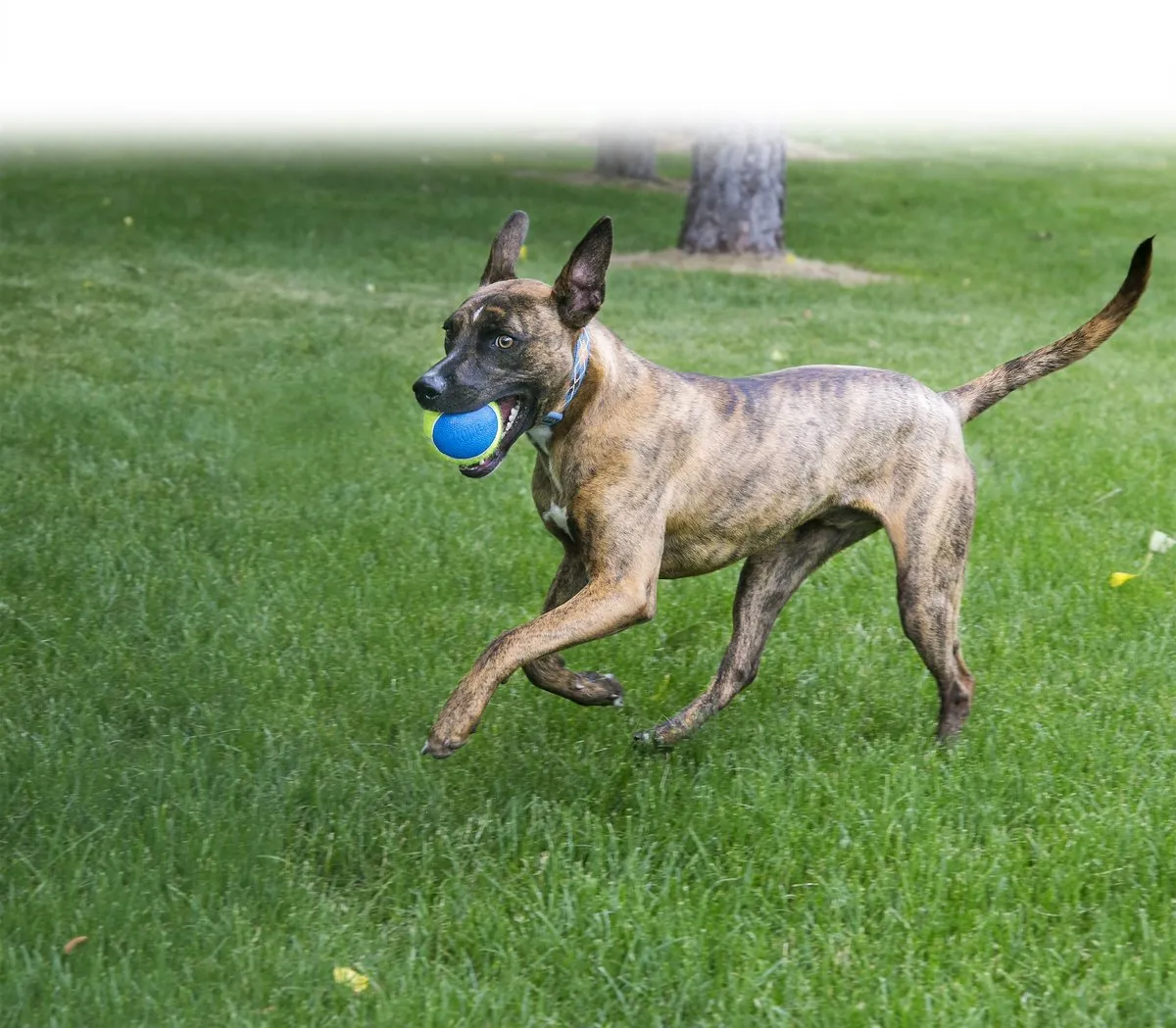 KONG Ultra SqueakAir Bal - Medium 6,5 cm - Geel/Blauw - 3 Stuks