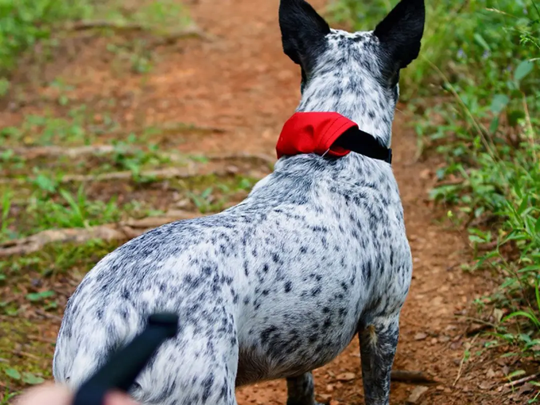 Nite Ize RadDog Halsband & Riem S - Rood - afbeelding 3 van 4