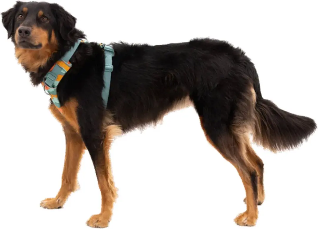 Ruffwear Front Range Harnass River Rock Green XXS - afbeelding 6 van 6