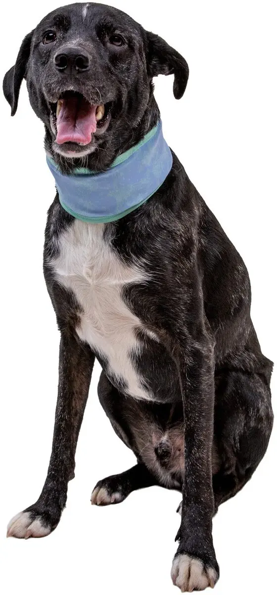 Ruffwear Swamp Cooler Neck Gaiter