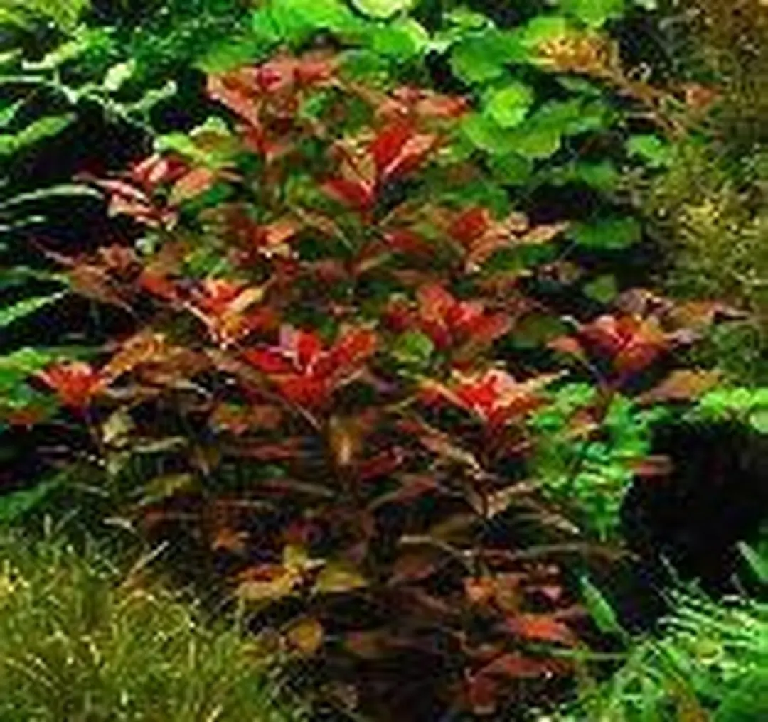 Dennerle Zuid Amerika Aquariumplanten