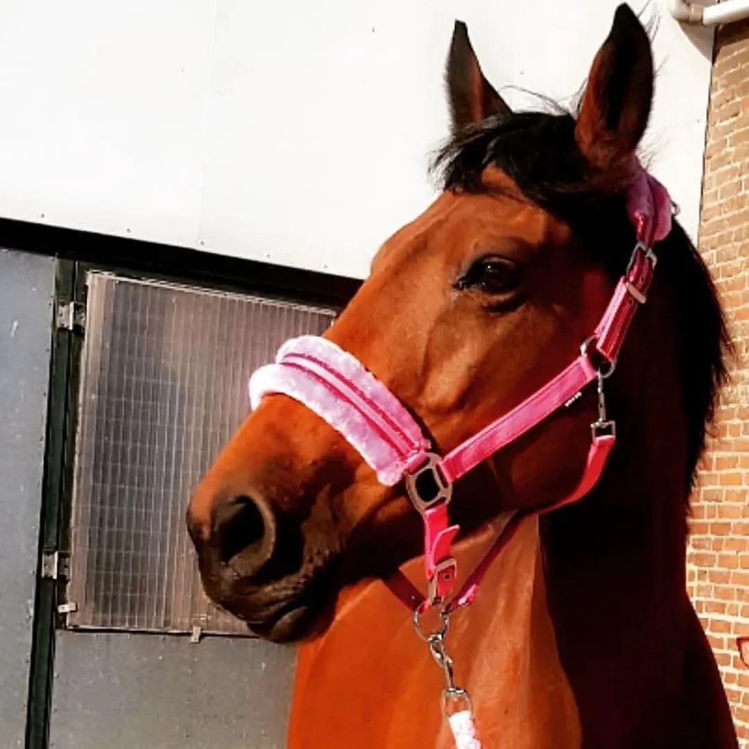 Horka Angel Halsterset - Roze - Full - afbeelding 5 van 6