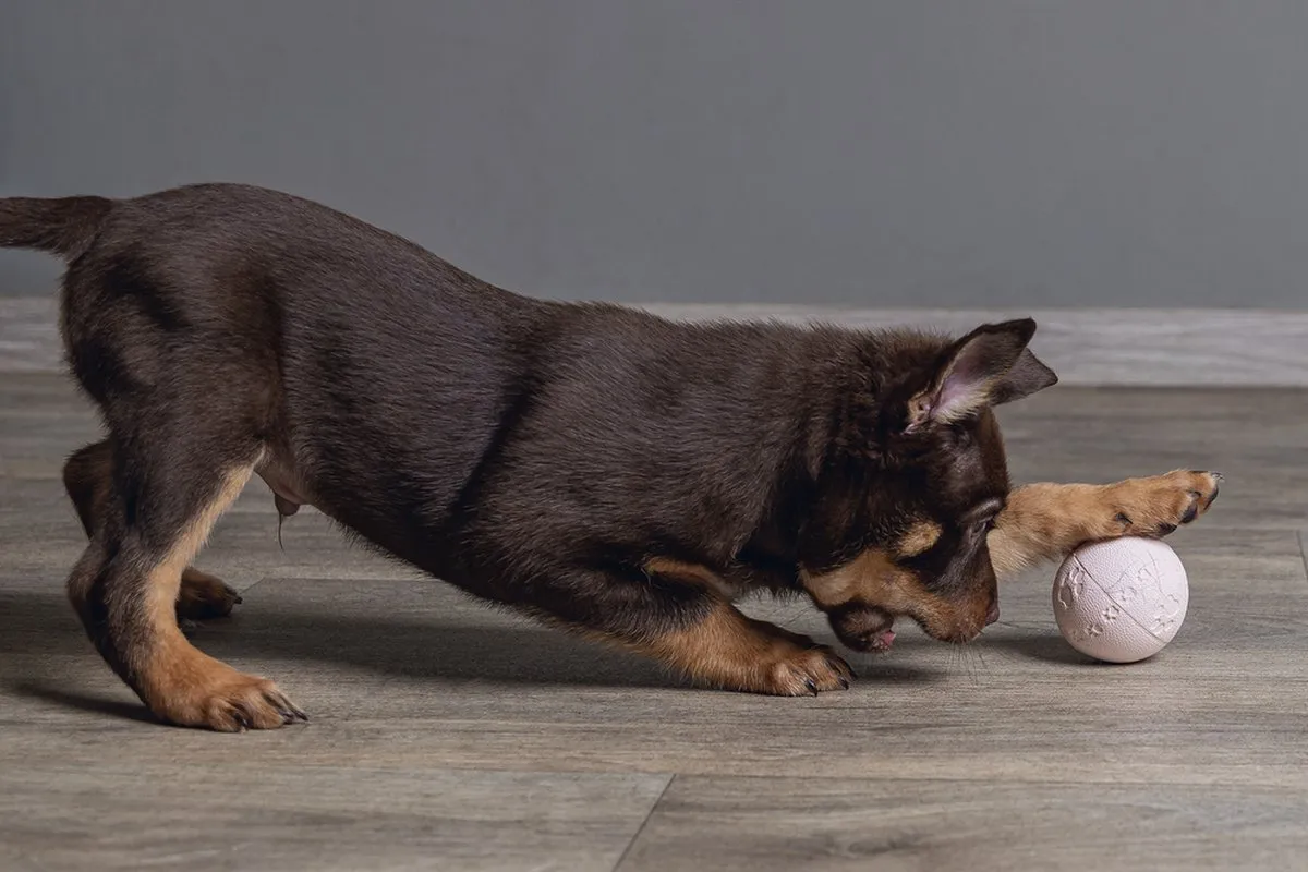 Beeztees Puppy Play Bal Roze - 6 cm