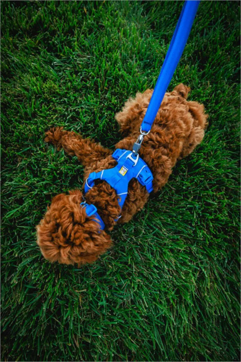 Ruffwear Front Range Harnass Blauw XXS - afbeelding 2 van 6