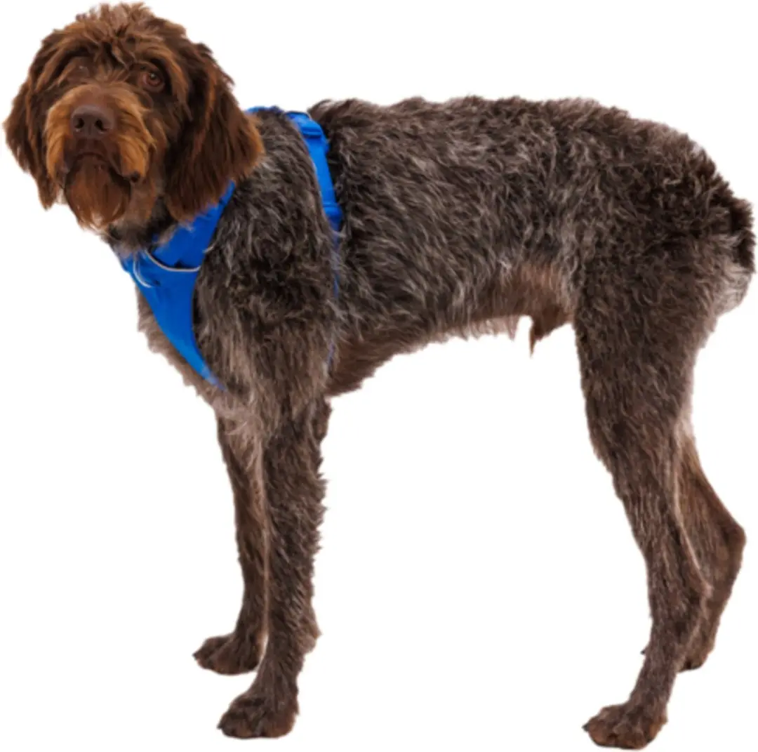 Ruffwear Front Range Harnass Blauw XXS - afbeelding 3 van 6