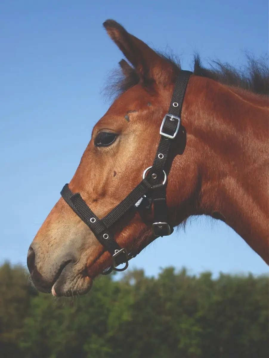 Horka Halster Veulen Blauw Maat Foal