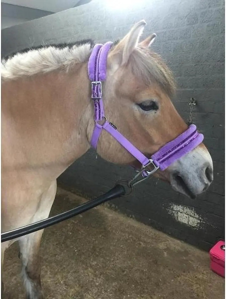 Horka Angel Halsterset Pony - Paars - afbeelding 2 van 6