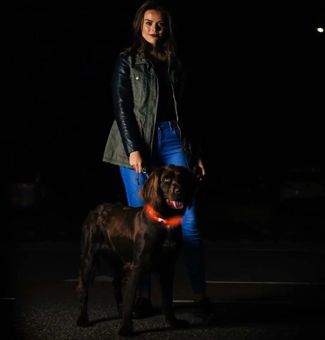 Bee Safe Led Dog Band USB Groen - afbeelding 6 van 6