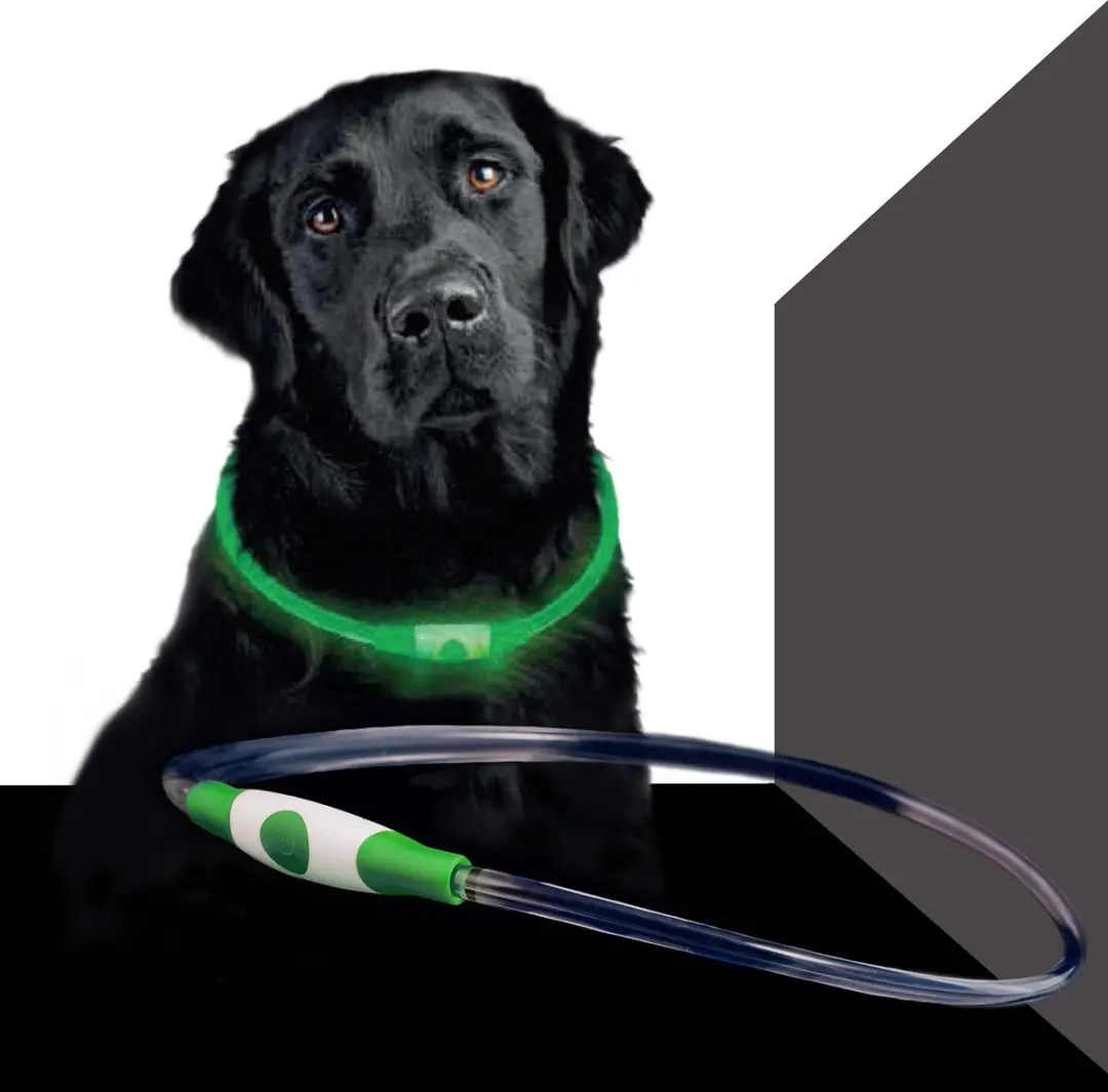 Bee Safe Led Dog Band USB Groen