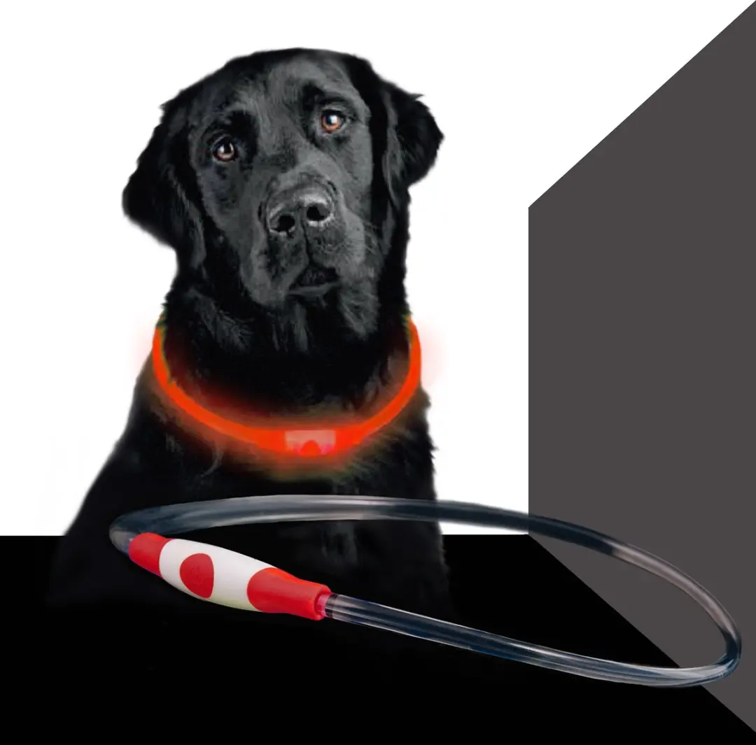 Led Dog Band USB
