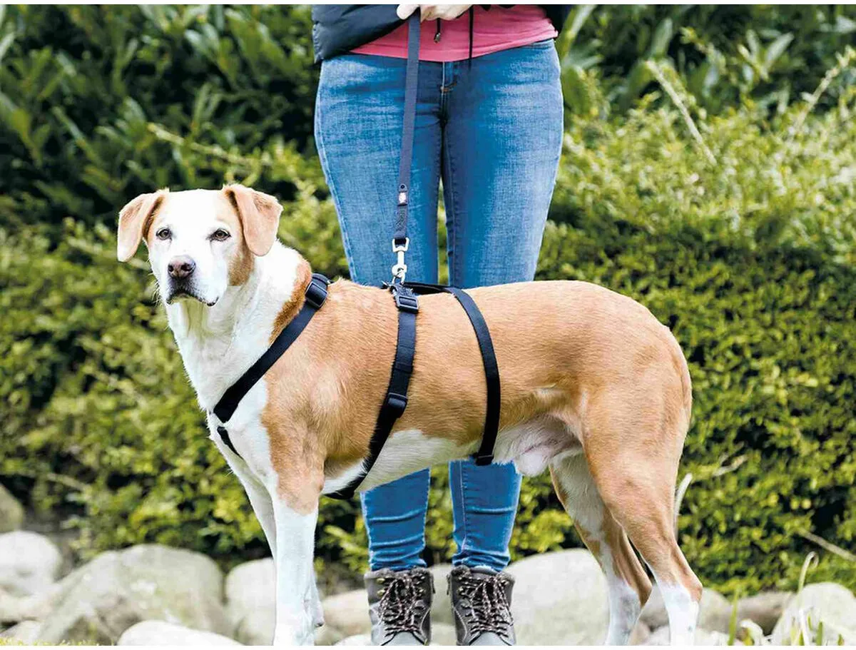 Trixie Stay Tuig - Zwart L