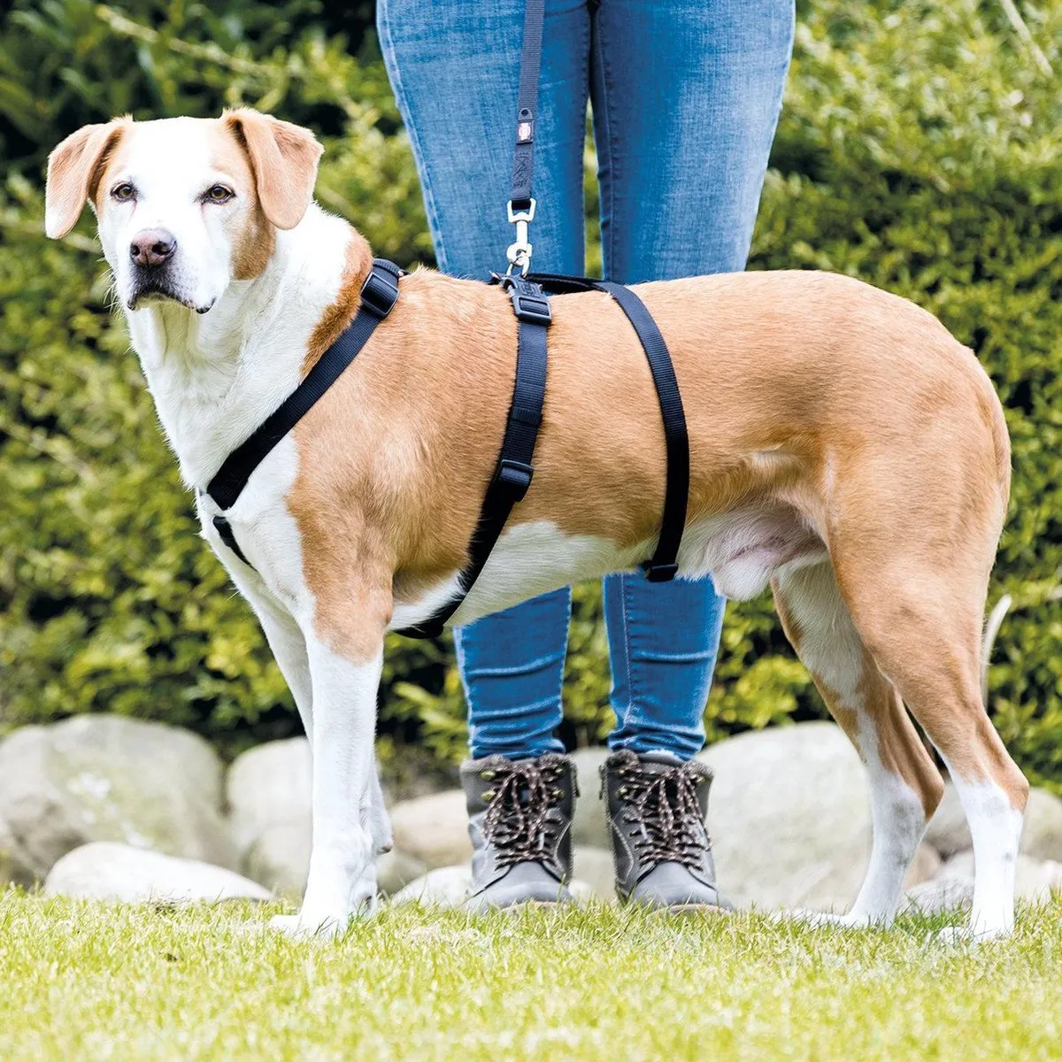 Trixie Stay Tuig - Zwart L