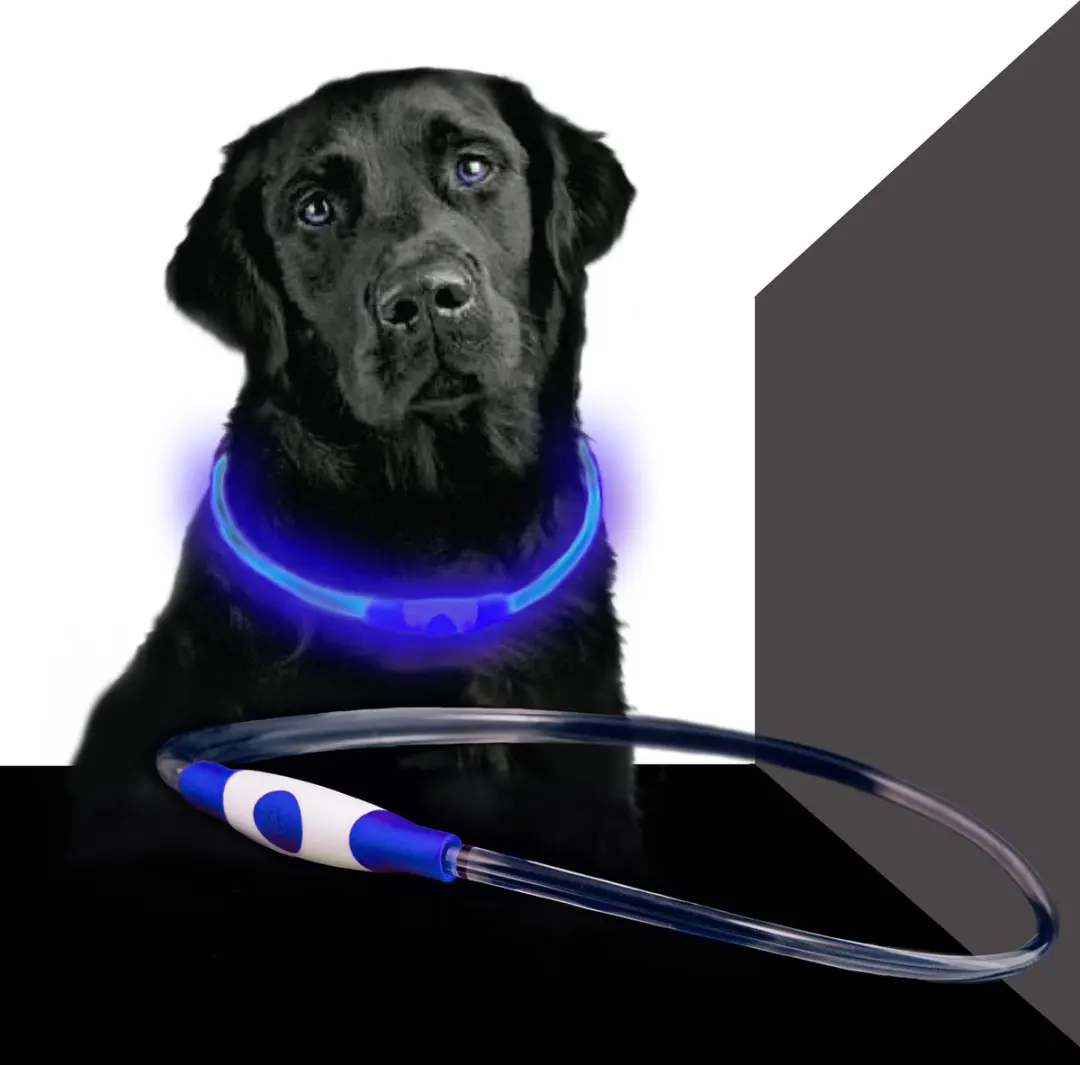 Led Dog Band USB