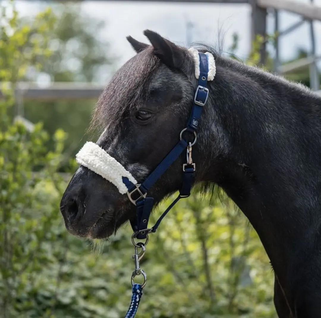 HKM Mia Shetland halster Donkerblauw - afbeelding 3 van 6
