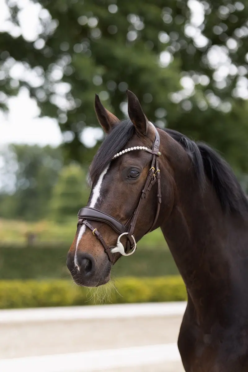 Horze Somerset Anatomisch Hoofdstel, Dark Brown, Vollblut