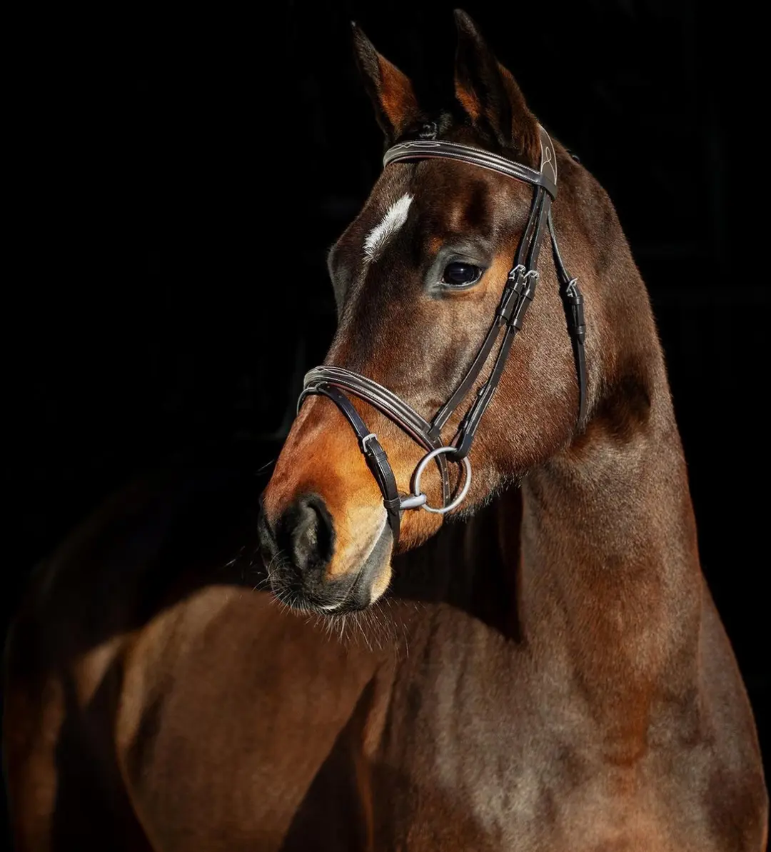 Horze hoofdstel SParta